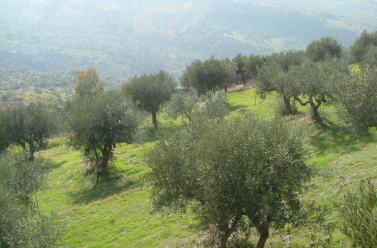 Гостевой дом Casale Il Gheppio Laureana Cilento Экстерьер фото