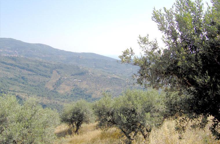 Гостевой дом Casale Il Gheppio Laureana Cilento Экстерьер фото